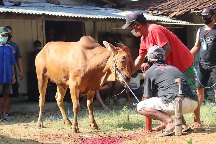 Satu Tetes Darah Qurban, Sejuta Kebaikan