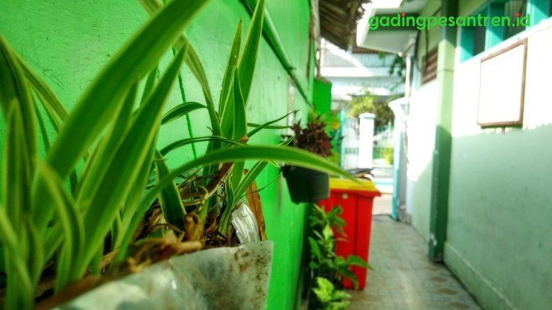 Green Oase Lorong Pondok